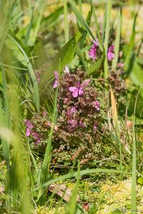 Všivec lesní (Pedicularis sylvatica)