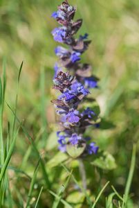 Zběhovec plazivý (Ajuga reptans)