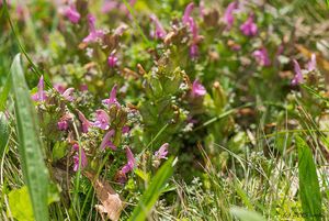 Všivec lesní (Pedicularis sylvatica)