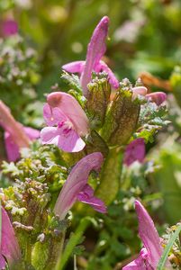 Všivec lesní (Pedicularis sylvatica)