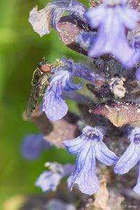 Zběhovec plazivý (Ajuga reptans)