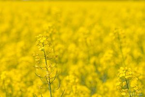 Řepka olejka (Brassica napus)