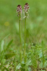 Vstavač osmahlý (Orchis Ustulata L.)