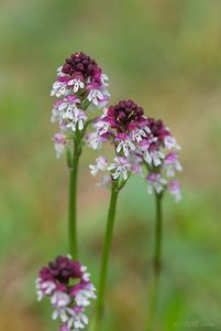 Vstavač osmahlý (Orchis Ustulata L.)