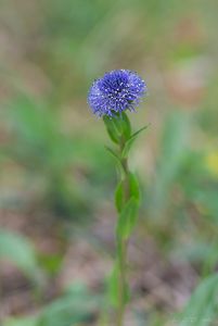 Koulenka prodloužená (Globularia bisnagarica)