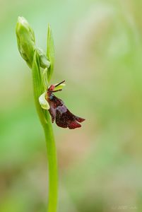 Tořič hmyzonosný (Ophrys insectifera L.)