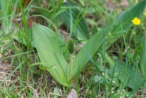 Bradáček vejčitý (Listera ovata)