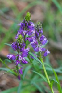 Vítod chocholatý (Polygala comosa)