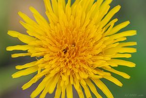 Smetánka lékařská (Taraxacum officinale)