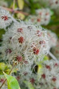 Plamének plotní (Clematis vitalba)