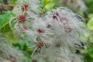 Plamének plotní (Clematis vitalba)