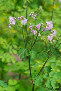 Žluťucha orlíčkolistá (Thelictrum aguilegiifolium L.)