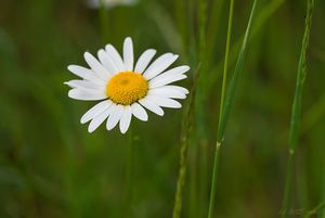 Kopretina bílá (Leucanthemum vulgare)