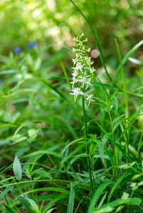 Vemeník dvoulistý (Platanthera bifolia)