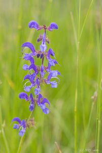 Šalvěj luční (Salvia pratensis)