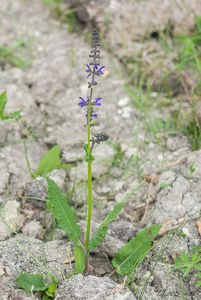 Šalvěj luční (Salvia pratensis)