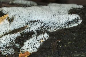 Klikni pro velký obrázek