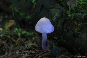 Vláknice zemní fialová - Inocybe geophylla var.lilacina (Peck) Gillet