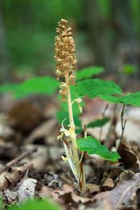 Hlístník hnízdák (Neottia nidus-avis)