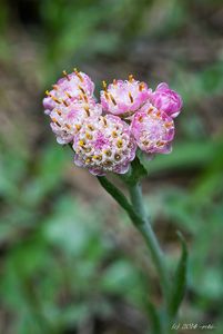 Kociánek dvoudomý (Antennaria dioica)