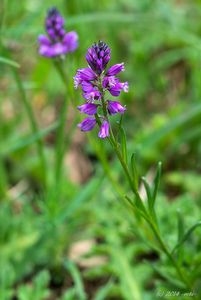 Vítod chocholatý (Polygala comosa)