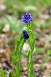 Koulenka prodloužená (Globularia bisnagarica)