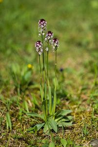 Vstavač osmahlý (Orchis Ustulata L.)