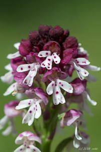 Vstavač osmahlý (Orchis Ustulata L.)