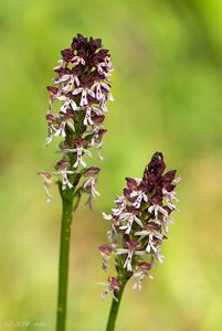 Vstavač osmahlý (Orchis Ustulata L.)