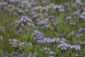 Svazenka vratičolistá (Phacelia tanacetifolia)