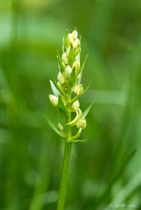 Vemeník zelenavý (Platanthera chloranta)