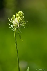 Zvonečník klasnatý (Phyteuma spicatum)