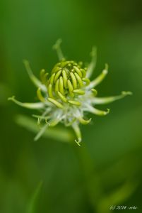 Zvonečník klasnatý (Phyteuma spicatum)