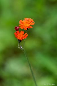 Jestřábník oranžový (Hieracium aurantiacum)