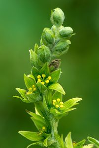 Kýchavice bílá Lobelova (VERATRUM ALBUM L. subsp. LOBELIANUM (Bernh.) )