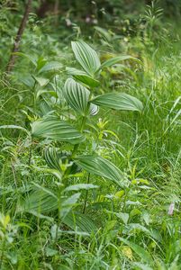 Kýchavice bílá Lobelova (VERATRUM ALBUM L. subsp. LOBELIANUM (Bernh.) )