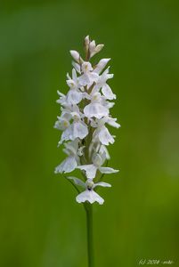 Prstnatec fuchsův  (Dactylorhiza fuchsii )