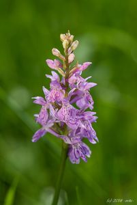 Prstnatec fuchsův  (Dactylorhiza fuchsii )