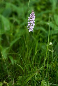 Prstnatec fuchsův  (Dactylorhiza fuchsii )