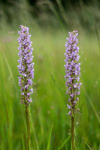 Pětiprstka žežulník (Gymnadenia conopsea)