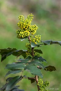 Mahónie cesmínolistá (Mahonia aguifolium)