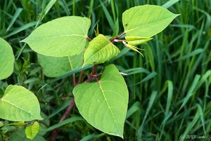 Křídlatka japonská (Fallopia japonica)