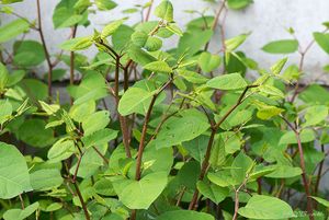 Křídlatka japonská (Fallopia japonica)