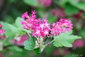 Meruzalka krvavá (Ribes sanguineum)