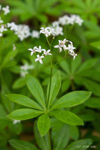 Svízel vonný  (Galium odoratum)