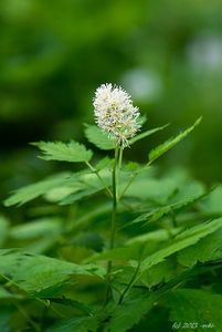 Samorostlík klasnatý (Actaea spicata)