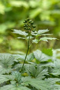 Samorostlík klasnatý (Actaea spicata)