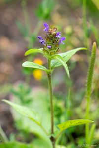 Černohlávek obecný (Prunella vulgaris)