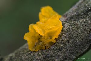 Rosolovka mozkovitá - Tremella mesenterica Retz. 1769
