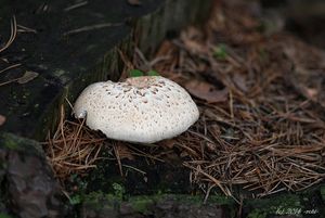 Houževnatec šupinatý - Lentinus lepideus